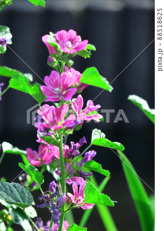 気高く威厳に満ちた花 88518625