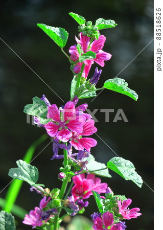 気高く威厳に満ちた花 気高く威厳に満ちた花 88518626