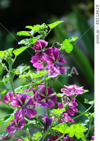 気高く威厳に満ちた花 88518629