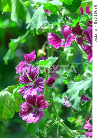 気高く威厳に満ちた花 気高く威厳に満ちた花 88518630