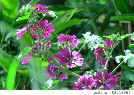 気高く威厳に満ちた花 88518662