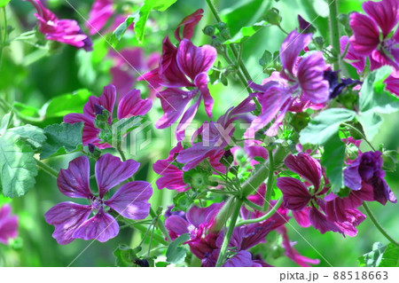 気高く威厳に満ちた花 気高く威厳に満ちた花 88518663