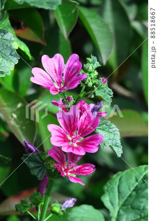 気高く威厳に満ちた花 気高く威厳に満ちた花 88518667