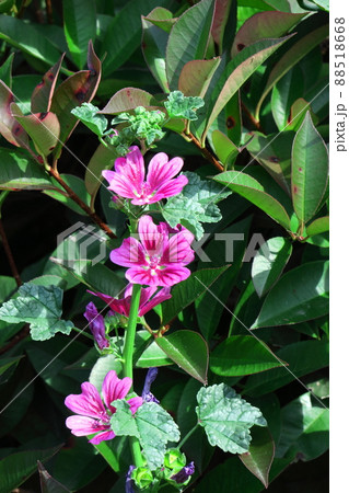 気高く威厳に満ちた花 88518668