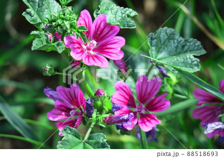 気高く威厳に満ちた花 88518693