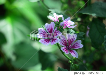 気高く威厳に満ちた花 88518697