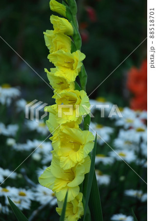 気高く威厳に満ちた花 気高く威厳に満ちた花 88518701