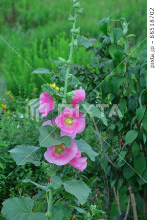 気高く威厳に満ちた花 気高く威厳に満ちた花 88518702
