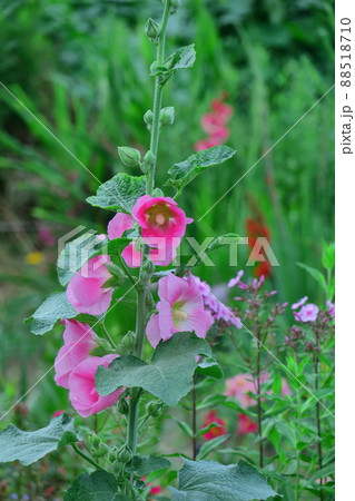 気高く威厳に満ちた花 88518710