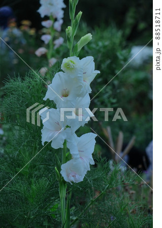 気高く威厳に満ちた花 88518711