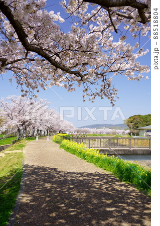 桜並木の木津川市 88518804