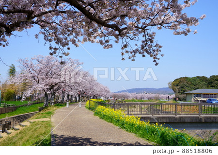桜並木の木津川市 桜並木の木津川市 88518806