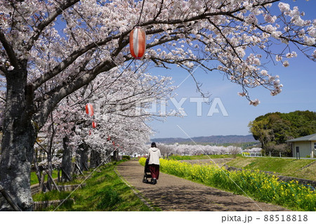 桜並木の木津川市 88518818