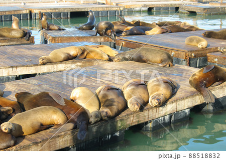 サンフランシスコのピア39のアザラシ 88518832