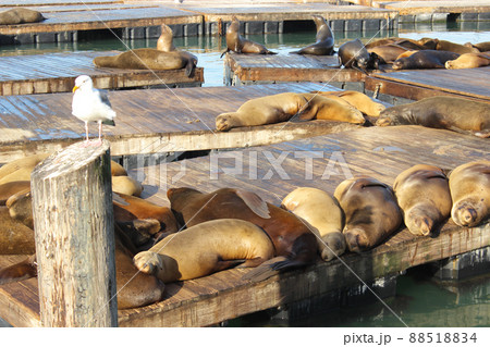 サンフランシスコのピア39のアザラシ 88518834