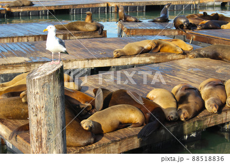 サンフランシスコのピア39のアザラシ 88518836
