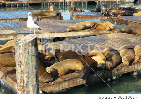 サンフランシスコのピア39のアザラシ 88518837