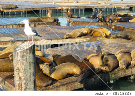 サンフランシスコのピア39のアザラシ 88518838