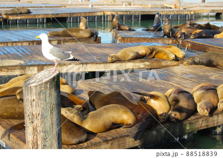 サンフランシスコのピア39のアザラシ サンフランシスコのピア39のアザラシ 88518839