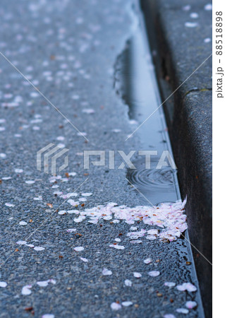 水溜りに落ちた桜の花びら 88518898
