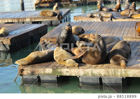 サンフランシスコのピア39のアザラシ 88518899