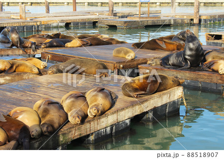 サンフランシスコのピア39のアザラシ 88518907