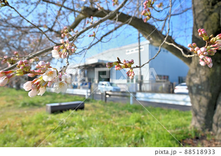 赤堀川の春 篠津の桜堤と工業団地 埼玉県桶川市 赤堀川の春 篠津の桜堤と工業団地 埼玉県桶川市 88518933