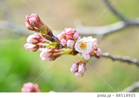 赤堀川の春 篠津の桜堤 埼玉県桶川市 赤堀川の春 篠津の桜堤 埼玉県桶川市 88518935