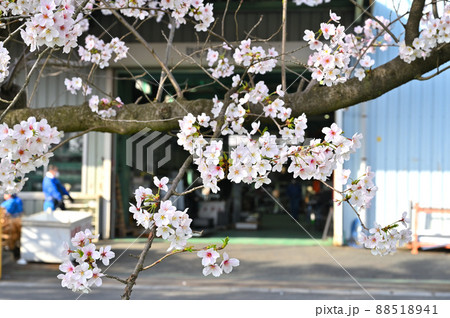 赤堀川の春 篠津の桜堤と工業団地 埼玉県桶川市 赤堀川の春 篠津の桜堤と工業団地 埼玉県桶川市 88518941