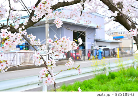 赤堀川の春 篠津の桜堤と工業団地 埼玉県桶川市 赤堀川の春 篠津の桜堤と工業団地 埼玉県桶川市 88518943