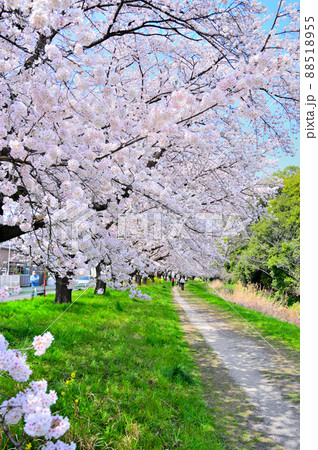 赤堀川の春　篠津の桜堤と工業団地　埼玉県桶川市 88518955