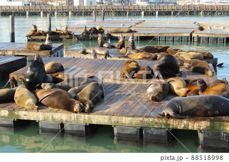サンフランシスコのピア39のアシカ 88518998