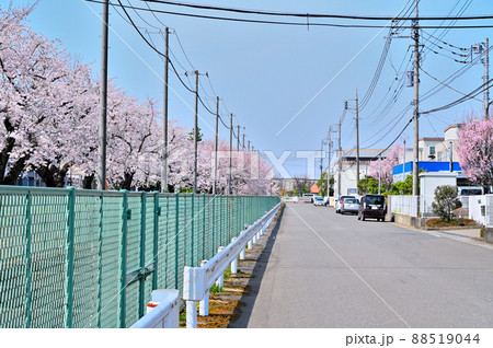 東部工業団地の桜並木　埼玉県桶川市 88519044