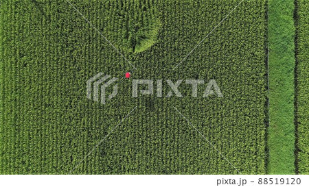 ドローンによる農薬散布風景 ドローンによる農薬散布風景 88519120
