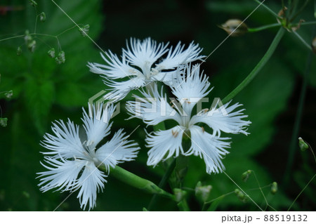 美しい女性の姿 88519132