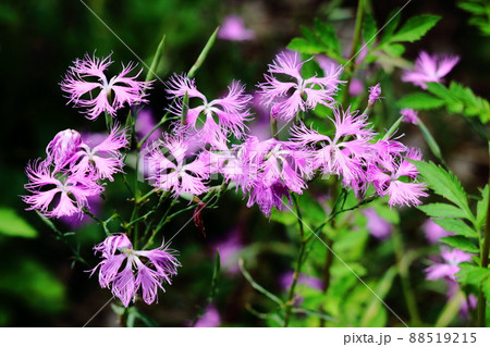 美しい女性の姿 88519215