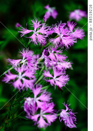 美しい女性の姿 88519216