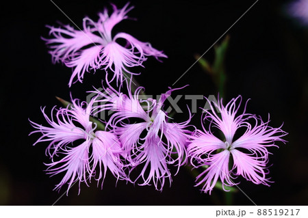 美しい女性の姿 88519217