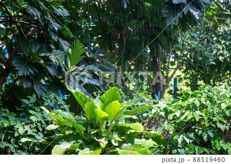 熱帯雨林の植物と動物