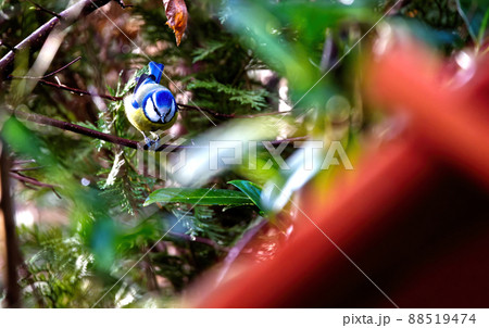 Great tit, parus major, sitting on the twig of a tree behind the intentionally blurry part of a birds feeding house 88519474