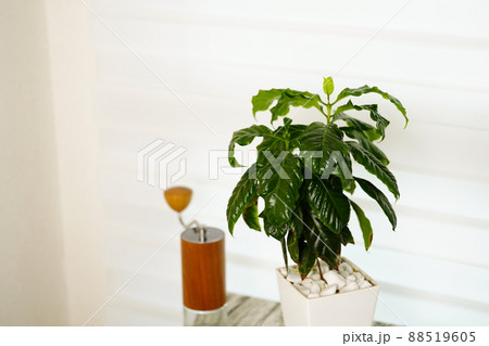 コーヒーノキ　アラビカ種　ミル 88519605