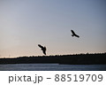 夕方の海と鳥 88519709