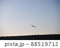 夕方の海と鳥 88519712