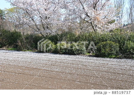 落下し畑に積もっていく桜 88519737