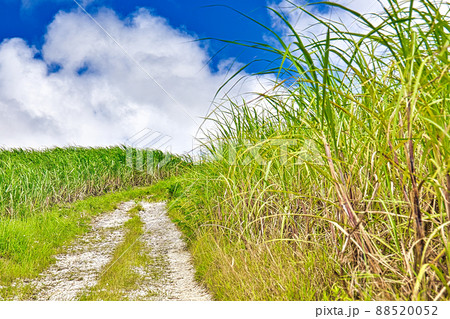 空へと続くサトウキビ畑の道3 空へと続くサトウキビ畑の道3 88520052