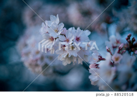 日陰に咲く満開のソメイヨシノ 88520518