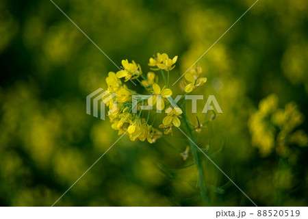 群落の中の一輪の菜の花 群落の中の一輪の菜の花 88520519