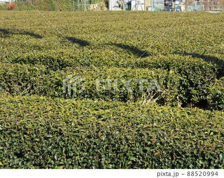 茶畑 茶畑 88520994
