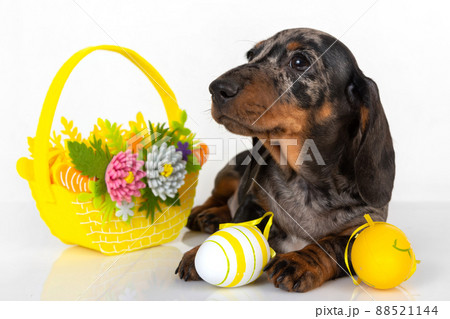 A cute little dachshund puppy is sitting next to a basket of pastel-colored Easter eggs on a white background. A cute little dachshund puppy is sitting next to a basket of pastel-colored Easter eggs on a white background. 88521144