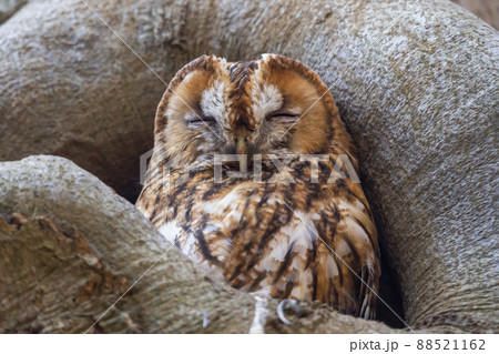 Tawny owl or brown owl (Strix aluco) 88521162